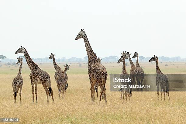 Herde Von Giraffen Stockfoto und mehr Bilder von Abenteuer - Abenteuer, Afrika, Anmut
