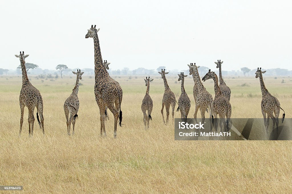 Troupeau de girafes - Photo de Afrique libre de droits