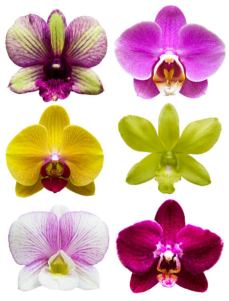 istock Collection of orchid flower isolated 453116473