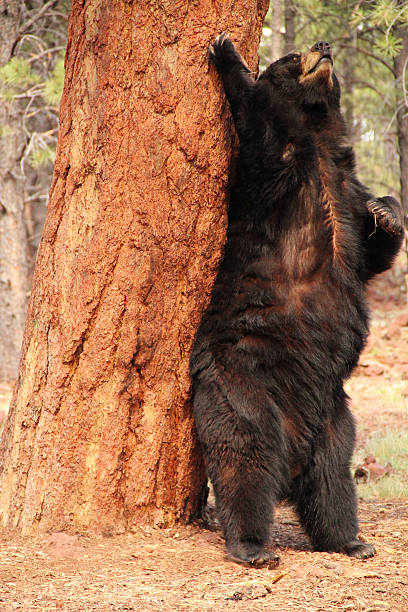istock Black Bear Ursus Americanus 453116923