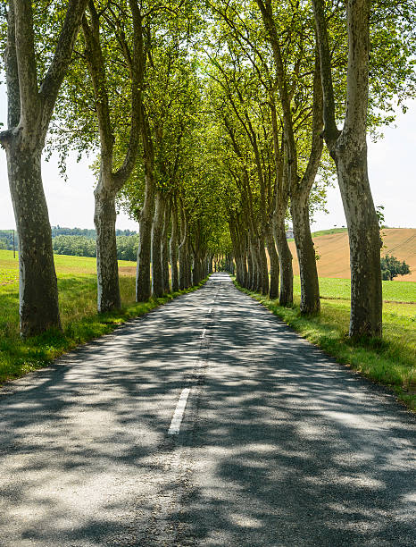 istock Road near Albi (France) 453117217