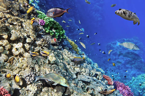 istock Coral and fish in the Red Sea.Egypt 453117237