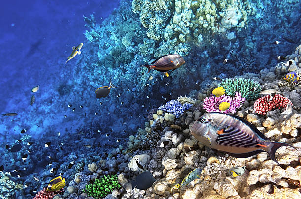 istock Coral and fish in the Red Sea.Egypt 453117249