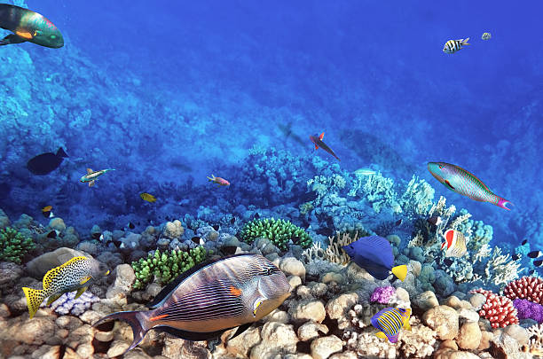 istock Coral and fish in the Red Sea.Egypt 453117257