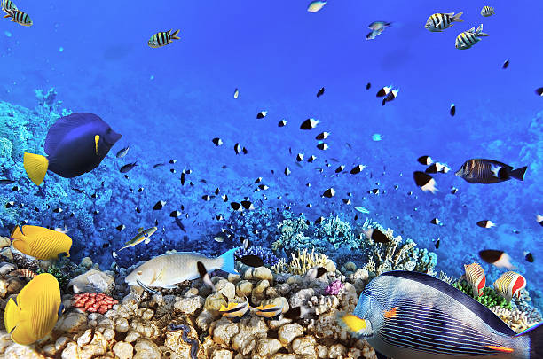 coral i ryby w czerwony sea.egypt - vitality sea aquatic atoll zdjęcia i obrazy z banku zdjęć