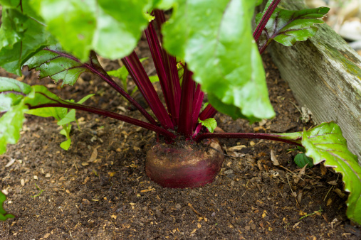 Close-up of a beetroot in the vegetable garden ready to harvest.