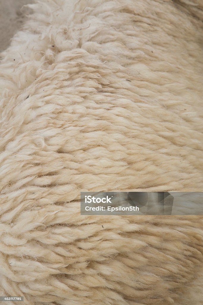 Sheep fur texture Abstract Stock Photo