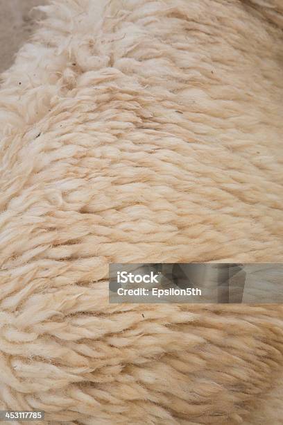 Sheep Fur Texture Stock Photo - Download Image Now - Abstract, Animal, Animal Markings