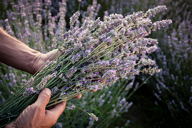 Harvesting blooming flowers of Lavender stock photo