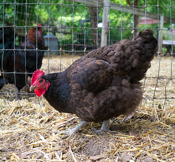 Free-range chicken on small farm stock photo