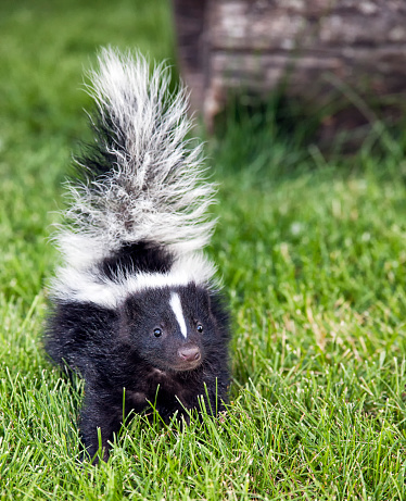 Close up image of a young skunk walking toward the camera.  Summer in Wisconsin