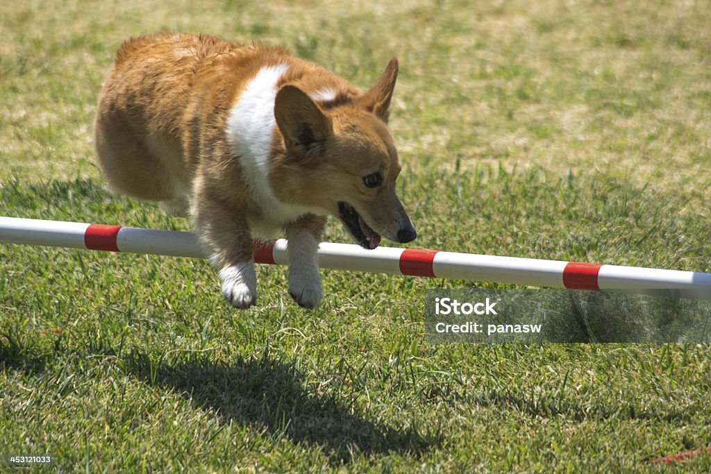 Cão de salto - Foto de stock de Cão royalty-free