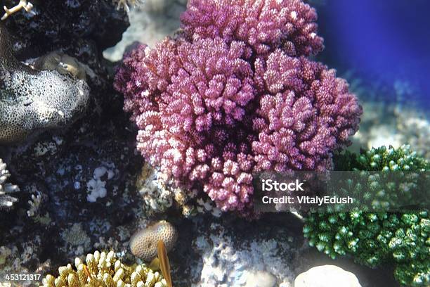 Coral E Peixe O Seaegypt Vermelho - Fotografias de stock e mais imagens de Abaixo - Abaixo, Animal selvagem, Atol