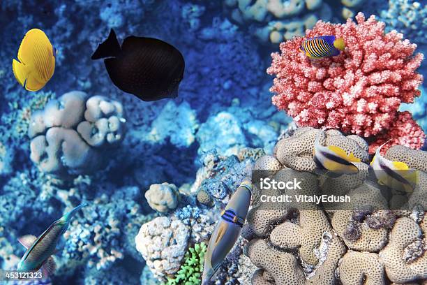 Coral E Peixe O Seaegypt Vermelho - Fotografias de stock e mais imagens de Abaixo - Abaixo, Animal selvagem, Atol