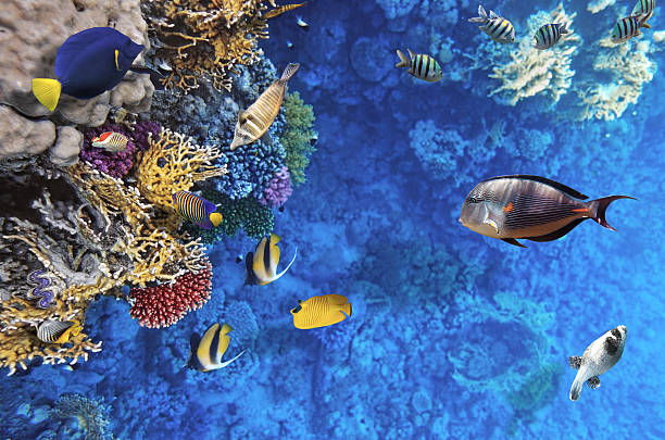 istock Coral and fish in the Red Sea.Egypt 453121467