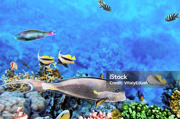 Foto de Coral E Peixe O Seaegypt Vermelho e mais fotos de stock de Abaixo - Abaixo, Animal selvagem, Atol