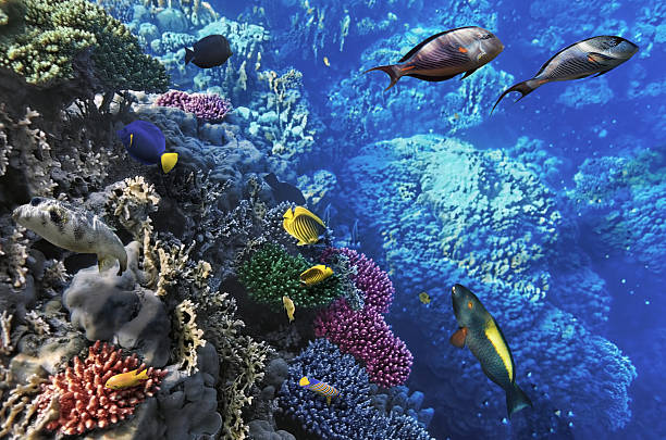 istock Coral and fish in the Red Sea.Egypt 453121521