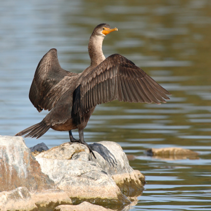 A Double-crested Cormorant stretching its wings along a lake in Colorado.