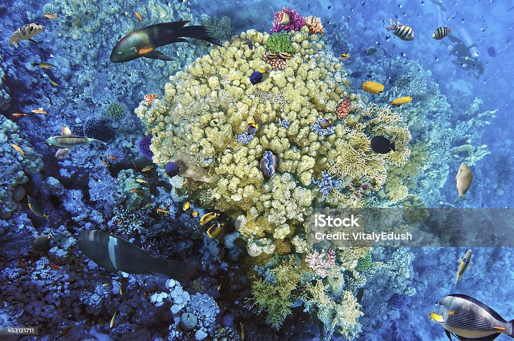 Коралловый и рыбы в красный Sea.Egypt - Стоковые фото Атолл роялти-фри