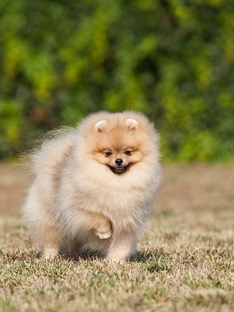 istock Small puppy on the green grass 453121731