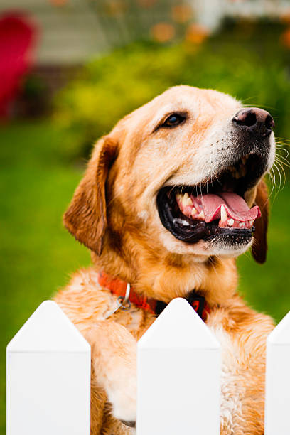 istock Adorable Dog Looking Over Fence 453121739