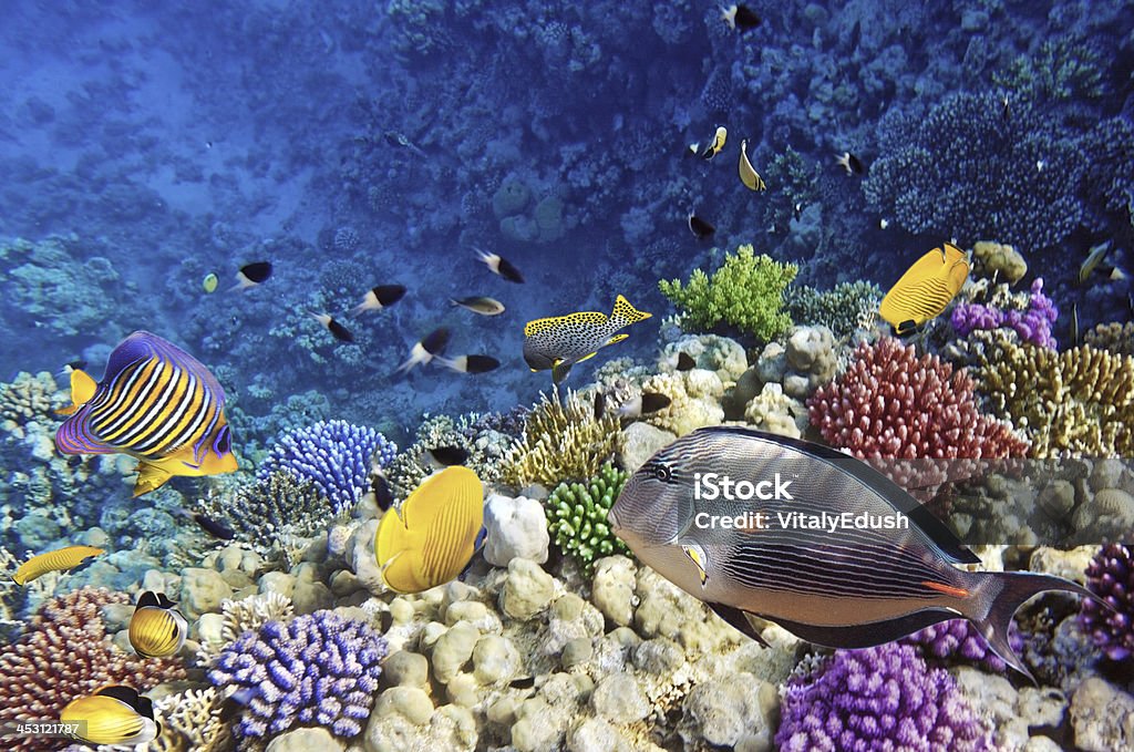Korallen und Fische in der roten Sea.Egypt - Lizenzfrei Aquatisches Lebewesen Stock-Foto