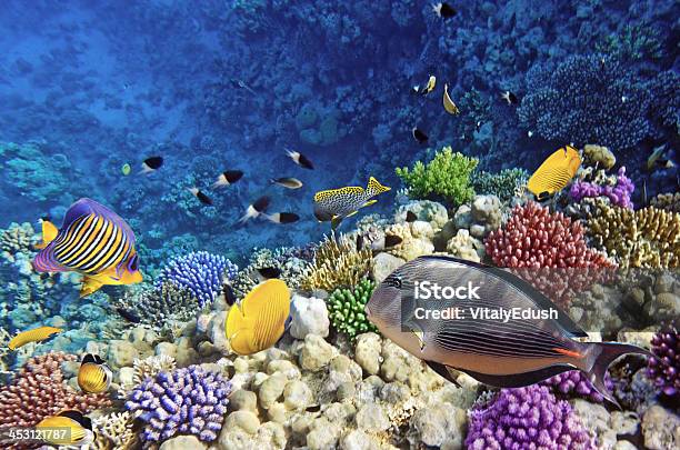 Corallo E Pesce Nel Seaegypt Rosso - Fotografie stock e altre immagini di Acqua - Acqua, Animale selvatico, Asia Occidentale