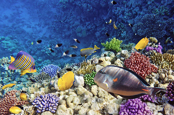 istock Coral and fish in the Red Sea.Egypt 453121787