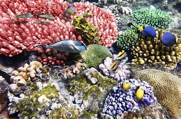 Coral and fish in the Red Sea.Fish couples.Egypt