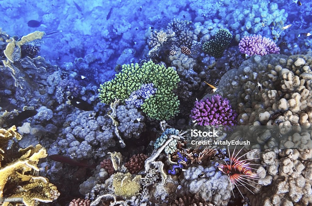 Coral y peces en el Sea.Egypt rojo - Foto de stock de Agua libre de derechos