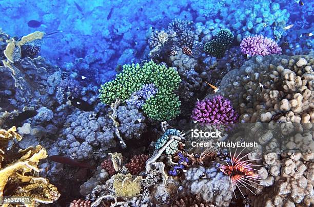 Coral Y Peces En El Seaegypt Rojo Foto de stock y más banco de imágenes de Agua - Agua, Animales salvajes, Arrecife - Fenómeno natural