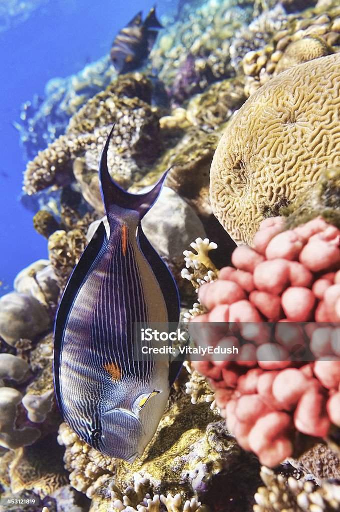 Corais e peixes no Red Sea.Fish-cirurgião. - Foto de stock de Abaixo royalty-free