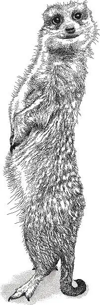 Vector illustration of Meerkat