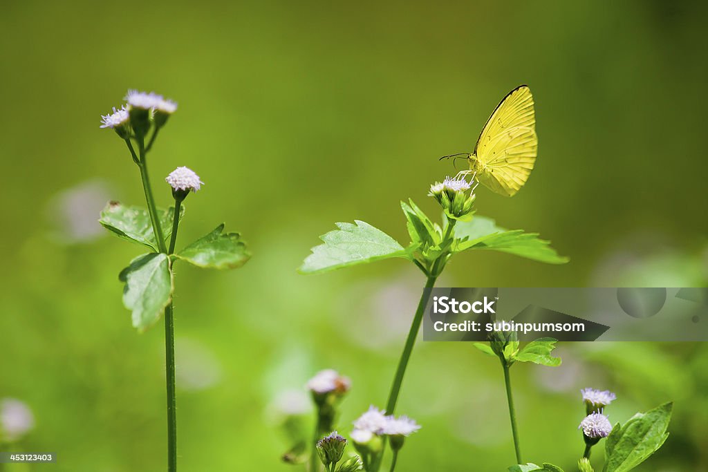 Primer plano de una mariposa monarca - Foto de stock de Aire libre libre de derechos