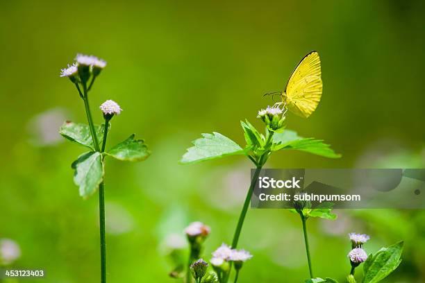 Primer Plano De Una Mariposa Monarca Foto de stock y más banco de imágenes de Aire libre - Aire libre, Ala de animal, Amarillo - Color