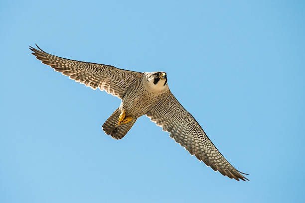 Falcon Shape 7,400+ Peregrine Falcon Stock Photos, Pictures & Royalty-Free Images ...