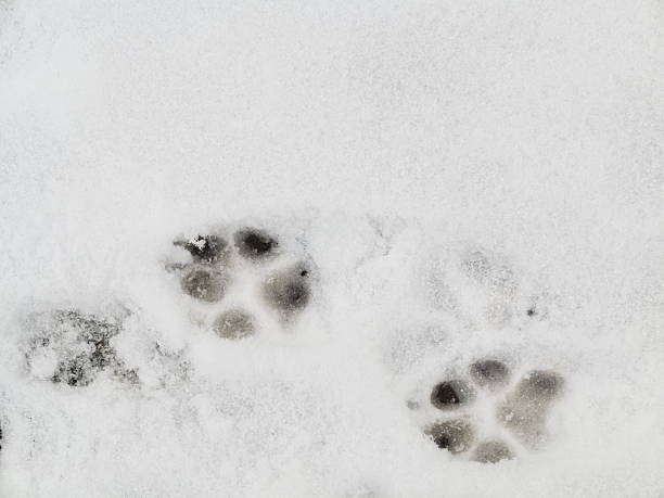 istock bird trail in the fresh snow 453123735