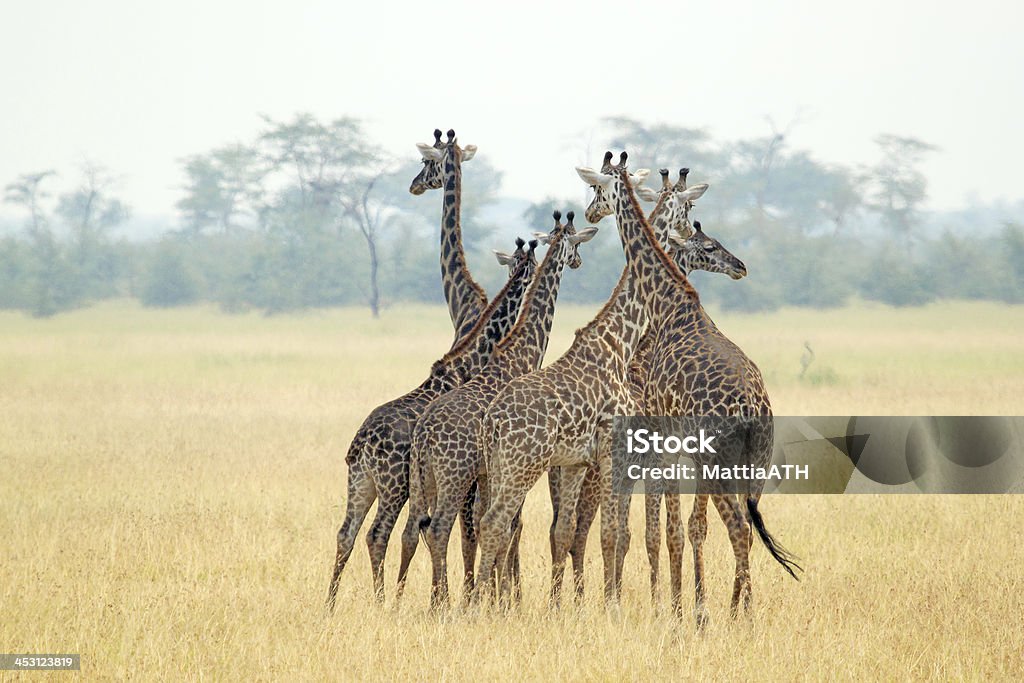 Manada de as girafas - Royalty-free Alto - Descrição Física Foto de stock