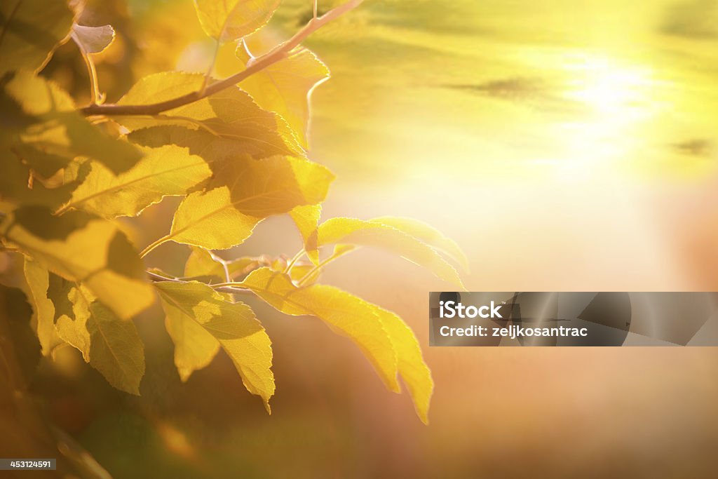 Atardecer de verano - Foto de stock de Aire libre libre de derechos