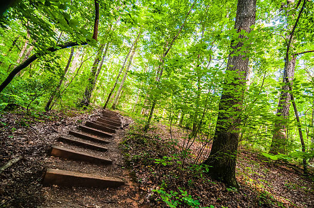 istock things you find on a hiking trail in state park 453125105