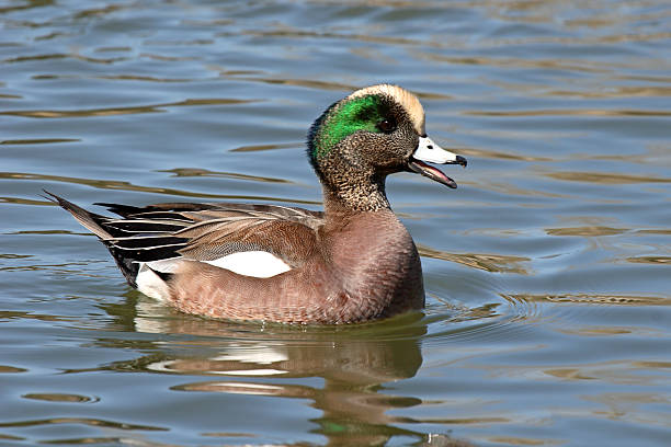 wigeon 전화하고 courtship - american wigeon 뉴스 사진 이미지