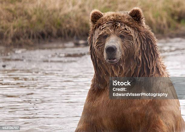 Oso Kodiak Con Fregadero En El Agua Foto de stock y más banco de imágenes de Agua - Agua, Aire libre, Animal