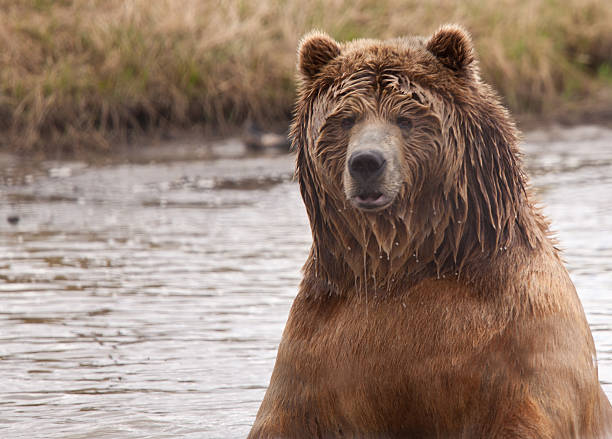 Wet urso Kodiak na água - foto de acervo