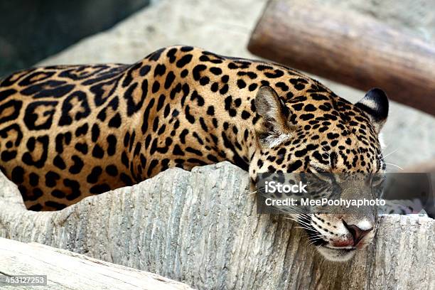 Foto de Leopardo Relaxante e mais fotos de stock de Animais caçando - Animais caçando, Animal, Animal selvagem