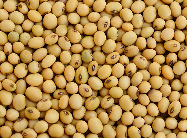 istock background of soy bean 453127283