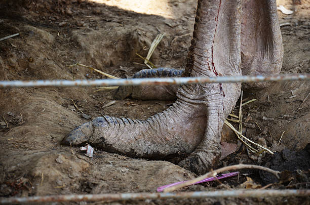 istock Leg of Ostrich 453127345