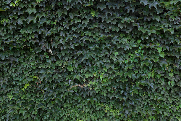 Wall Covered with Ivy Closeup of ivy on wall Boston Ivy stock pictures, royalty-free photos & images