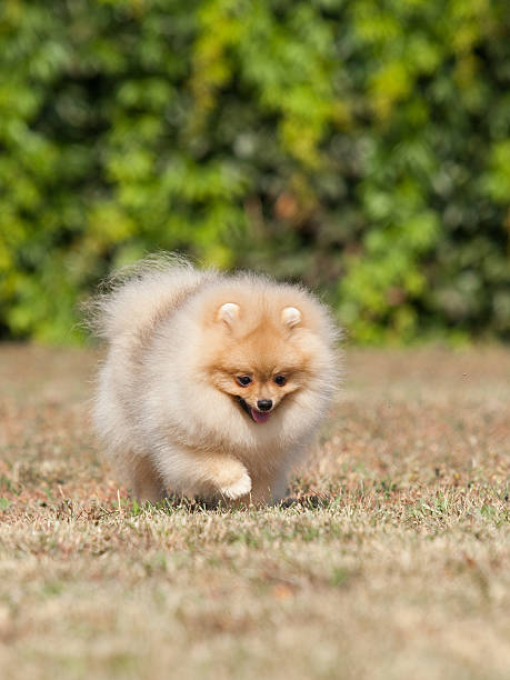 istock Small puppy on the green grass 453134117