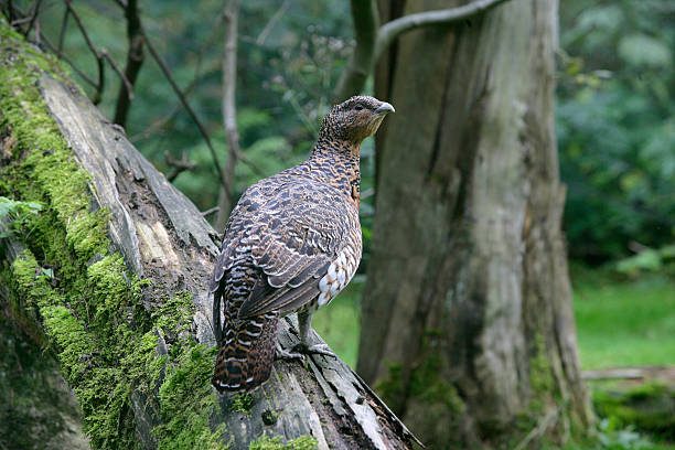 urogallo, tetrao urogallus - urogallo fotografías e imágenes de stock