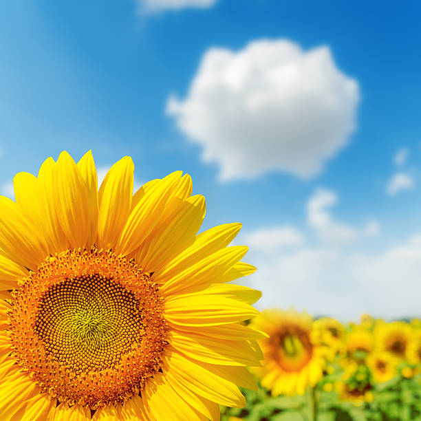 istock sunflower closeup on field and blue sky 453136421